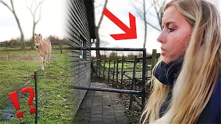 Iemand op het terrein geweest? Of waren het de paarden? | Verhuismas #256