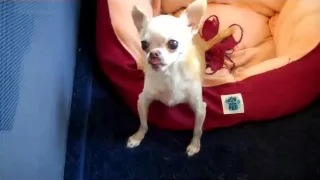 Paco, the Talking Chihuahua