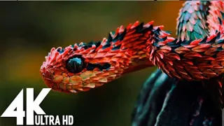 1500 Animals Name || Wild Animals 4K UHD || Animal name with Spellings || Snake || Lion || tiger