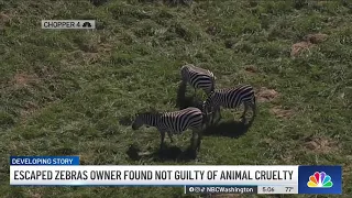 Escaped zebras owner found not guilty of animal cruelty charges | NBC4 Washington