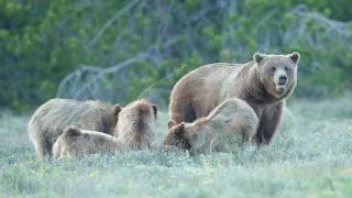 Grizzly Bear 399 hunting and killing elk calf may-31-2021