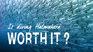 E02 | Is Diving in Halmahera WORTH it?