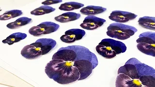 АНЮТИНЫ ГЛАЗКИ ❤️ СУХОЦВЕТЫ ❤️ PANSIES || PRESSED FLOWERS