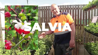 The Magic of Salvias: Blooming Secrets & Seasonal Care Tips
