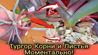 Восстановить тургор орхидеи и наращивать корни быстро и беззатратно.