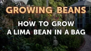 How to Grow a Lima Bean in a Bag