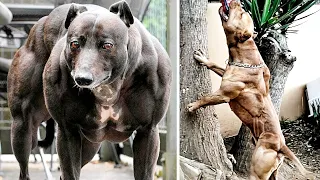 THE MOST MUSCULAR DOG BREEDS