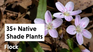 35+ NATIVE SHADE PLANTS for the Garden — Ep. 159