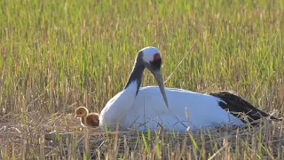 Breathtaking dance of red-crowned cranes in northeast China