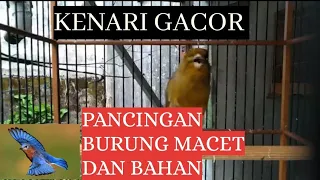 PANCINGAN KENARI SUPAYA GACOR, KENARI BAHAN ATAU KENARI MACET.