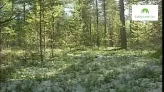 Сибирский Лес: Лесопользование и лесовосстановление