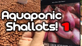 Aquaponic Shallots 1 - (Planting)