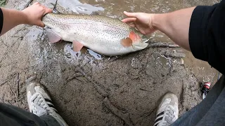 Monster Rainbow Trout!! Got Lucky Spring PA Trout Fishing!