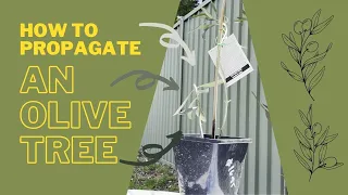 How To Propagate An Olive Tree
