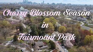 Cherry Blossom Season at Fairmount Park