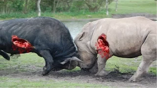 Biggest wild animal fights - Lion vs Rhino - CRAZIEST Animals Attack Caught On Camera – Prin