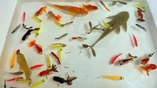 Find colorful ornamental fish, koi fish, goldfish, catfish, snakehead fish, betta fish, lobster