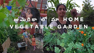 అమెరికా లో మా Home Vegetable Garden | కాలిఫోర్నియా లో Garden Tour | Growing Organic Veggies is easy