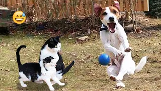 Funny Dogs And Cats Videos 2024 😅 - Best Funniest Animal Videos Of The week #27