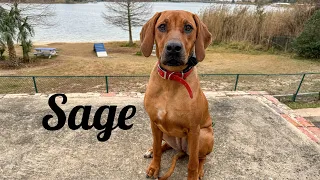 6mo Rhodesian Ridgeback (Sage) Urban K9 | Best Dog Trainers in Florida