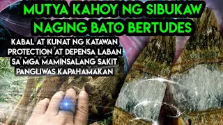 MUTYA NG SIBUKAW /Sappanwoods /Naging bato bertudes ang kanyang kahoy