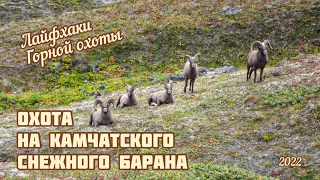 Охота на Камчатского снежного барана , лайфхаки горной охоты !