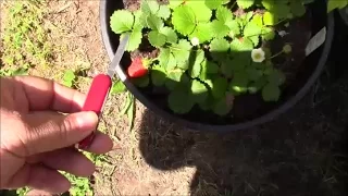 WHEN AND HOW TO HARVEST A STRAWBERRY TASTE TEST