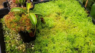 EVERYTHING you need to know about growing live sphagnum moss