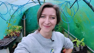 Polytunnel update - What's growing and what isn't...