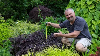 Lots of Very Small Evergreen Low Maintenace Plants for Foundation Planting - Under 2'