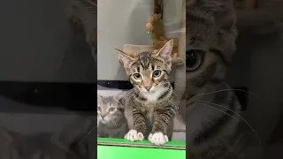 Adorable Kittens Can't Wait to be Adopted!