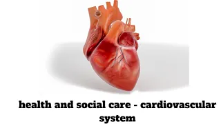 Health and social care   cardiovascular system revision