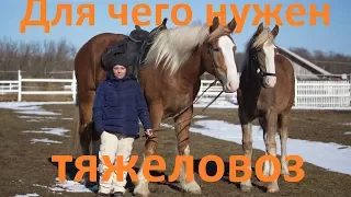 Тяжеловозы. Отличие от верховых лошадей.