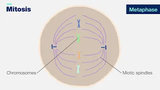 Mitosis 3-D