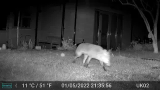 Fox Night Videos GardePro A3 Wildlife Trail Camera Worcester UK 30th April 2022 To 14th May 2022