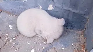 A small puppy curled up by the roadside