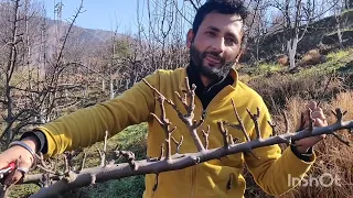 Bud Pruning and Locking method on traditional apple tree