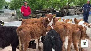 YANA ARZON SIMMENTAL BUZOQLAR KELDI ☎️95-090-95-15