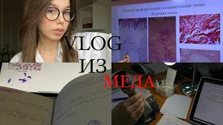 VLOG📸//ПАРАЗИТОЛОГИЯ//ЗАЧЕТ ПО ВНУТРЕННИМ ОРГАНАМ//2 СЕМЕСТР В МЕДЕ//🍯