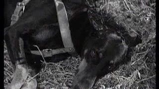 Lassie - Episode135 - "Seeing Eye Dog" - Season 4, Episode 32  (04/13/1958)