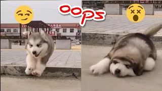 Cute Baby Alaskan Malamute Funny And Cute Puppies Compilation