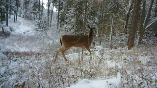 Filming Wild Deer In A Snowy Forest (4K Footage)