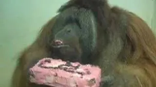 Denver Zoo's Orangutan Gets a Birthday Party