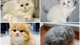 Soothing and funny cat video compilation to cheer you up