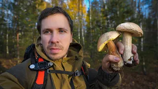 Пошёл за грибами и нашёл Запретную зону