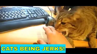 Cats Being Jerks - Cats Being Cats