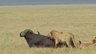 Lions Attack Cape Buffalo in Ngorongoro Crater, Tanzania 4th of 4 DSCN1365