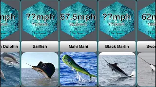 Speed Comparison: Fastest Sea Animals