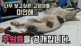 후원금은 이렇게 쓰여지고 있습니다.[고양이탐정]