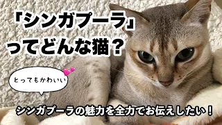 シンガプーラってどんな猫？とってもかわいい「シンガプーラ」の魅力を全力でお伝えしたい❣️　お誕生日企画🎂　＃71